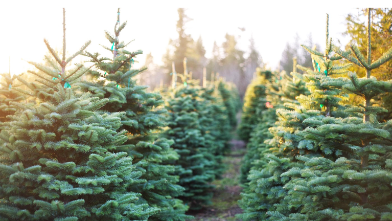 Christmas trees